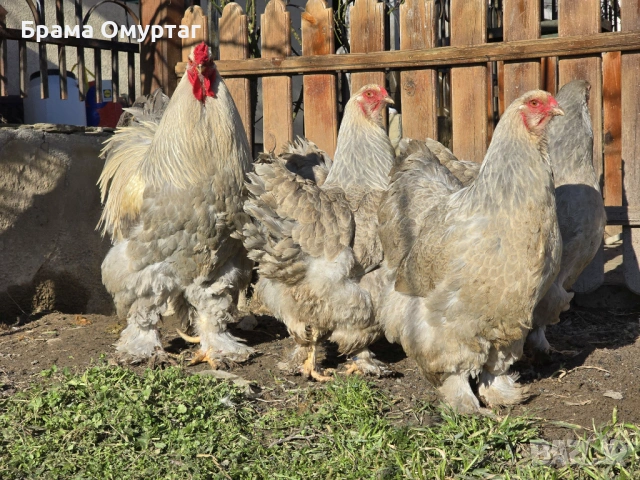 Продавам разплодни яйца от Брама Изабела/Brahma Isabella, снимка 3 - Кокошки и пуйки - 50242130