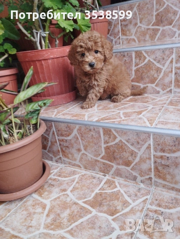 Мини Пудел., снимка 5 - Пудели - 53140009