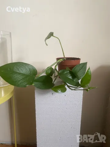 Jade Pothos, снимка 1 - Стайни растения - 44150510