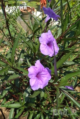 Руелия мексиканска петуния, снимка 3 - Градински цветя и растения - 54296226