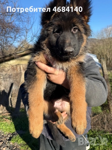 Немска овчарка с дълъг косъм с родословие , снимка 13 - Немска овчарка - 52807212