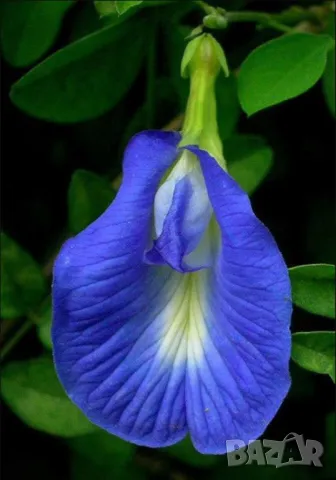 Насипен Пеперуден Чай На Прах за Очите и Нервната Система Син Чай ClitoriaTernatea Butterfly Pea Tea, снимка 3 - Домашни напитки - 47038989