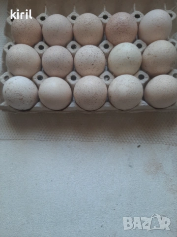 Пуешки яйца оплодени , снимка 2 - Кокошки и пуйки - 53812353