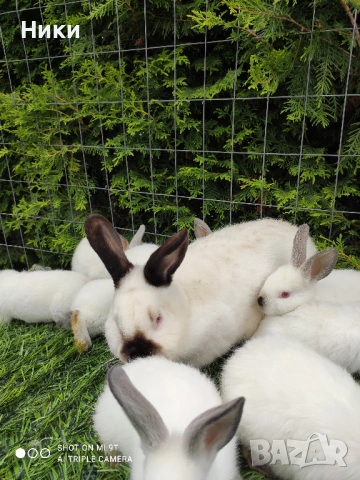 ПРОМО Калифорнийски 10лв, снимка 2 - Други - 53666832