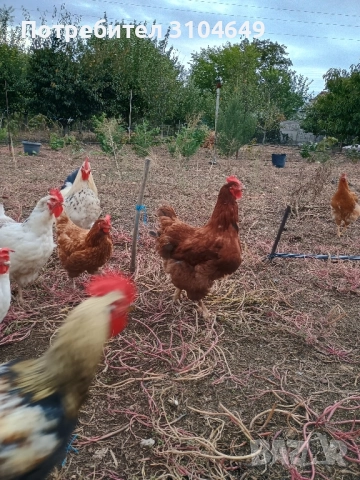 Кокошки, снимка 8 - други­ - 51939883