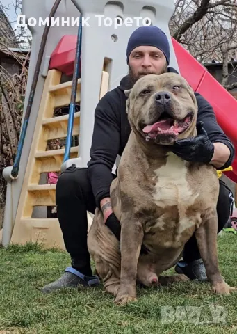 American bully xl, снимка 1 - Други - 46970498