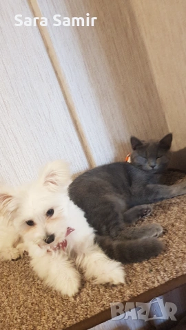 Британка 5 месеца, снимка 2 - Британска късокосместа - 53318777