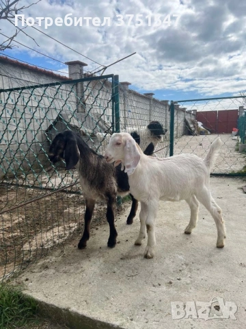  🐐 Продавам мъжки англо-нубийски ярета, снимка 15 - Кози - 53745937