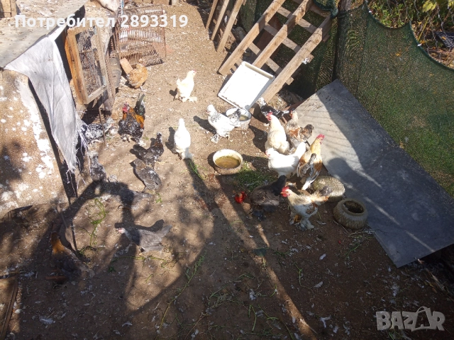 Струмски Бантам, снимка 3 - други­ - 52306347