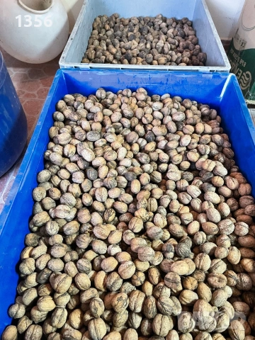 Реколта 2024/2025, снимка 2 - Други - 53064037