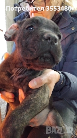 продавам Кане Корсо чистокръвни, снимка 7 - Кане корсо - 53611607