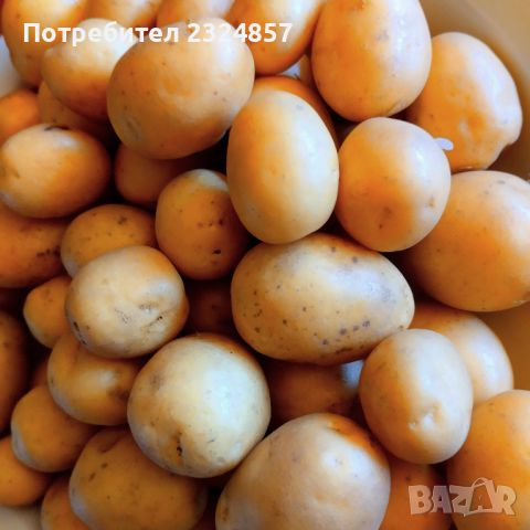 Пресни  био бейби картофки , снимка 2 - Домашни продукти - 46245357