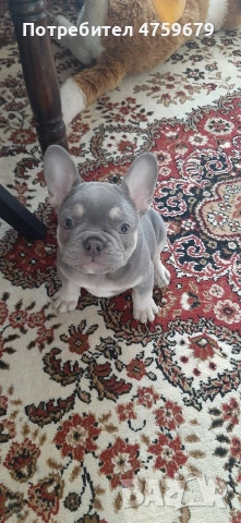 Френски булдог, снимка 2 - Френски булдог - 53830672