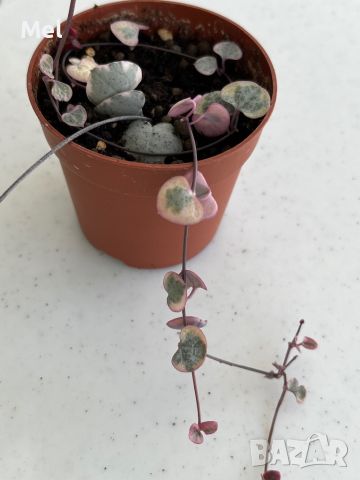 Церопегия вариегатна/Ceropegia Woodii variegata/Низ от сърца, снимка 1 - Стайни растения - 45607429