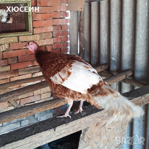 СВОБОДНИ ПУЯК И ДВЕ ПУЙКИ РЕД БЪРБЪН, снимка 4 - Кокошки и пуйки - 54226821