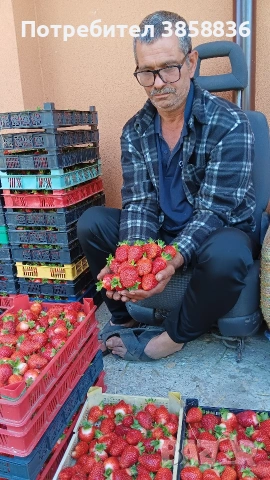 🍓НЕВРОЯТЕН СВЕЖ РАСАД ПРОМО ЦЕНИ🍓, снимка 2 - Разсади - 53566384
