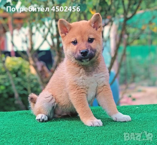 Шиба ину кученца, снимка 1