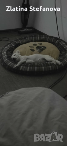 „Дом. Семейство, снимка 3 - Други - 52925171