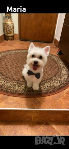 Куче за осиновяване, снимка 2 - Други - 54300359