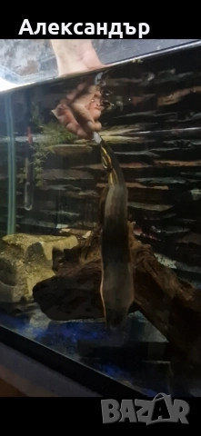 огнена змиорка, снимка 6 - Рибки - 51695411