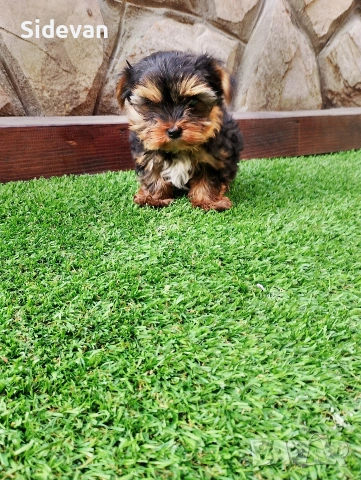 Йоркширски териер , снимка 4 - Йоркширски териер - 53695539