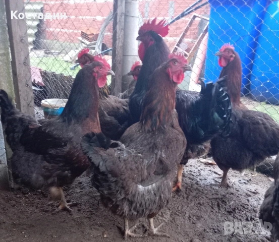 Разподни яйца от катунски червена линия , снимка 5 - Кокошки и пуйки - 53273371