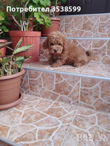 Мини Пудел., снимка 2 - Пудели - 53140009