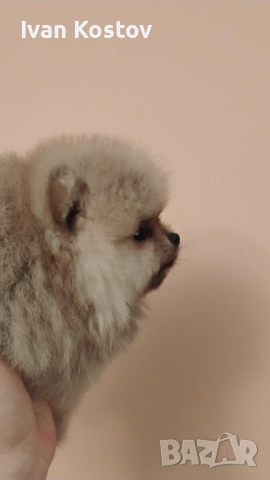 Продавам мини померанче , снимка 5 - Померан - 53480625