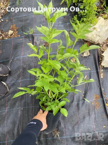 Черен Бъз, снимка 2 - Градински цветя и растения - 50272976