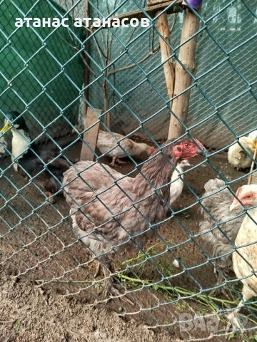 3 чифта от кокошки Брама, снимка 2 - други­ - 52542032