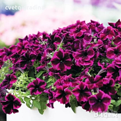 Petunia GO!Tunia® Cosmic Pink(Каскадна Петуния космическо розово)