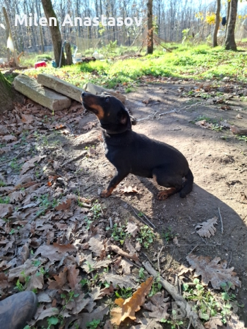 Ягтериери 2 бр, снимка 4 - Ягдтериер - 52793411