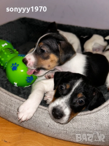 КУТРЕТА С ВАКСИНА И ПАСПОРТ-ДЖАК РЪСЕЛ ВИДИН 1010251253, снимка 3 - Джак ръсел териер - 52007944