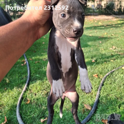 Продават се питбулчета!