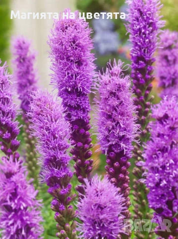 Лиатрис бял и лилав луковици