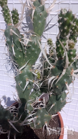 Продавам кактус , снимка 13 - Стайни растения - 54298077