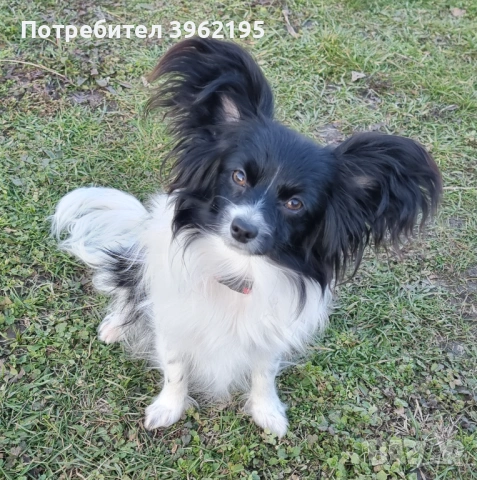 Папийони Бьлгария, снимка 6 - Пудели - 53656433