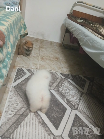 Mini Pomeran, снимка 17 - Померан - 53661268