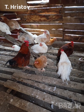 Петли на всякаква възраст , снимка 2 - Кокошки и пуйки - 54184768