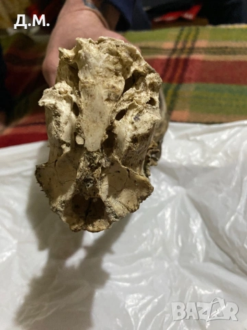 Рога от сръндак , снимка 9 - Антикварни и старинни предмети - 53142670