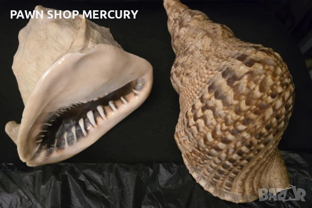 Продавам големи океански рапани 