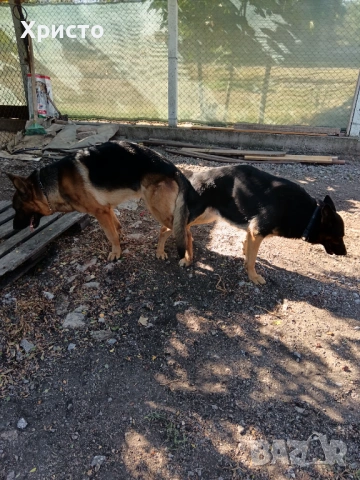 Продавам женска немска овчарка., снимка 8 - Немска овчарка - 53844160