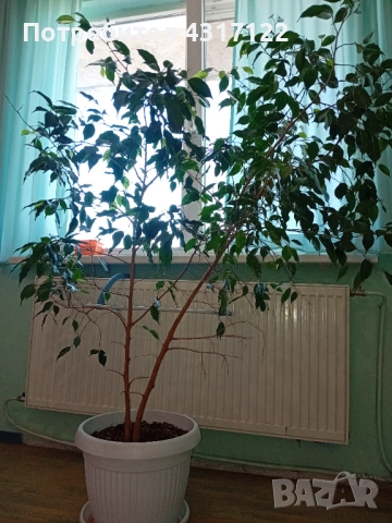 Бенджамин бенджамин, снимка 3 - Градински цветя и растения - 53830230