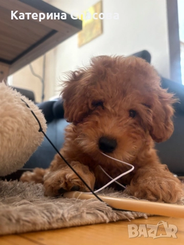 Мини пудел бебе, снимка 3 - Пудели - 52938211