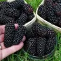 Висококачествени нови семена от хранителна Къпина без бодли Rubus rusticanus 50+ семена антиоксидант, снимка 7