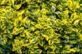 Euonymus fortunei ‘Emerald Gold’, снимка 3