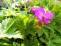 коренчета от здравец, снимка 1 - Градински цветя и растения - 45456506