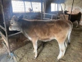 Две телета мъжко и женско по на 5-6 месеца, снимка 3