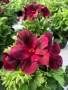 Pelargonium regale Бордо (тъмночервено), снимка 2