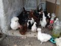 Различни породи пилета